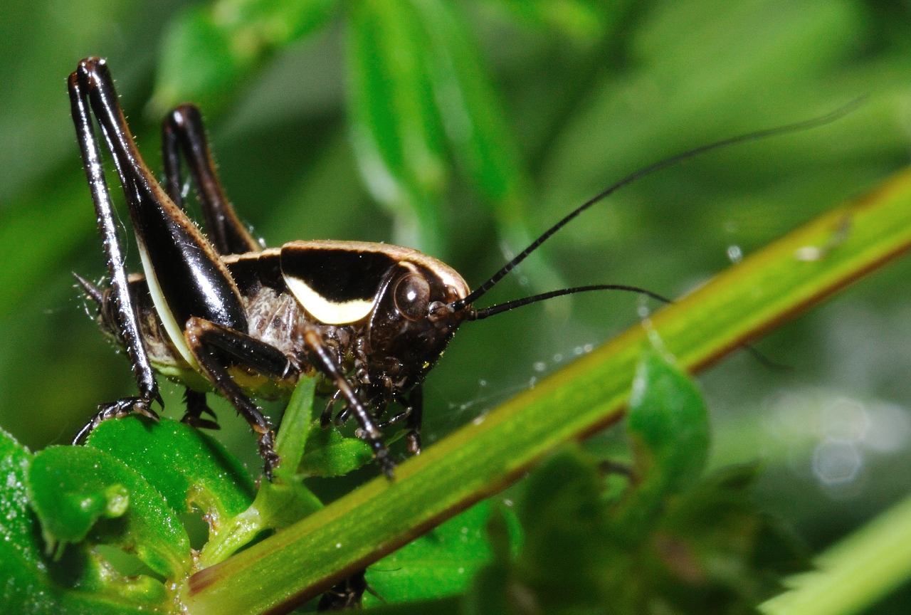 Neanide di Tettigoniidae